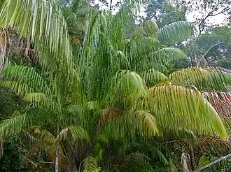 Palmier Eugeissona utilis