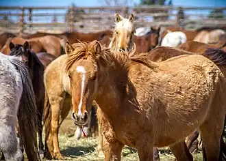 Cheval fauve dans un corral, avec une rayure plus foncée sur le dos.
