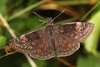 Erynnis baptisiae