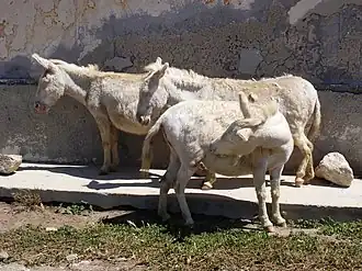 Groupe d'ânes albinos sur l'île d'Asinara.