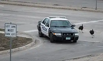 Voiture de police poursuivie par deux dindons sauvages agressifs (Minnesota).