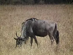 Le gnou est un ruminant  herbivore, il se nourrit de diverses plantes herbacées.