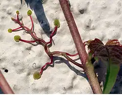 Crampons de Vigne vierge.