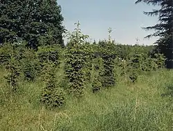 Abroutissement sur de l'épicéa.