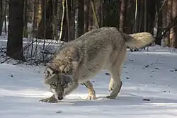 Un loup dans le Parc animalier de Kadzidlowo.