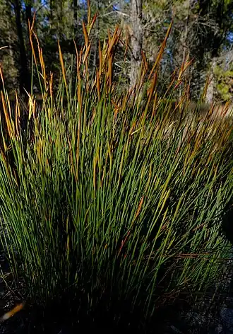 Description de l'image Willdenowia humilis 53359741.jpg.