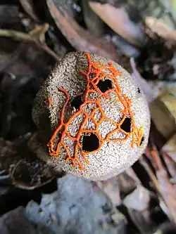 Willkommlangea reticulata