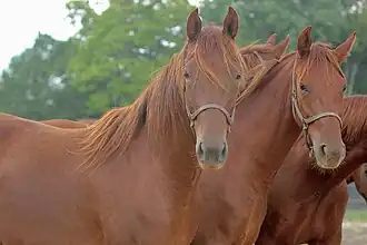 Photographie de deux chevaux roux vus de face tête levée et oreilles dressées.