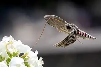 Un sphinx du liseron avec une fleur. Juillet 2022.
