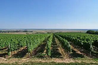 Zmajevac (Kneževi Vinogradi)