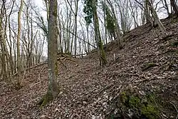 photographie montrant un fossé au milieu des arbres