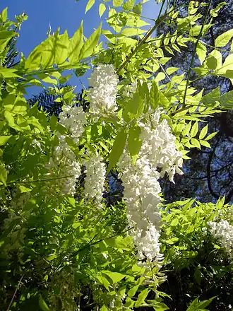 Description de l'image Wisteria sinensis, Gibraltar.JPG.