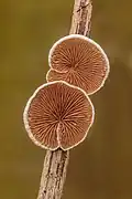 Crepidotus variabilis (Crepidotaceae)