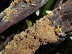 Woldmaria filicina (Niaceae)