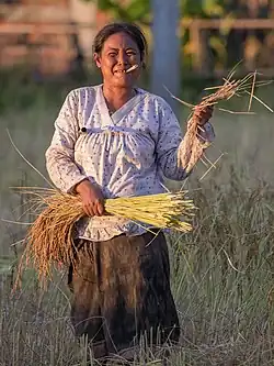 Portrait d'une femme coupant le riz et serrant une cigarette roulée entre ses dents, au coucher du soleil dans la campagne de Don Det. La couleur rouge de ses dents est due à la mastication régulière de paan.
