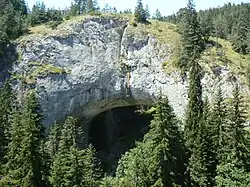 photographie couleurs : une voûte naturelle dans les arbres