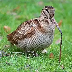 bécasse des bois(Scolopax rusticola).