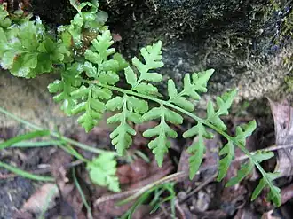 Description de l'image Woodsia obtusa blade.jpg.