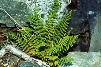 Description de l'image Woodsia oregana.jpg.