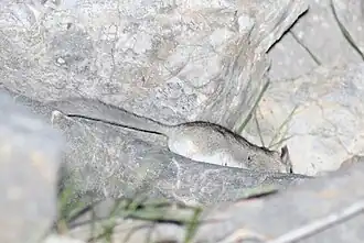 Description de l'image Woolly Forest Dormouse.jpg.