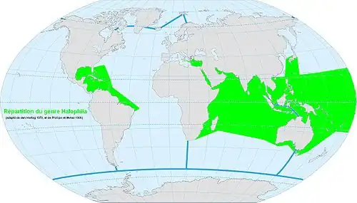 Répartition du genre Halophila