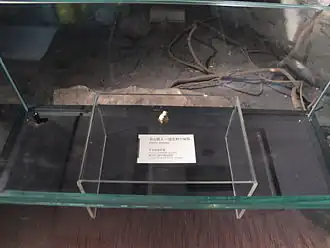 Image illustrative de l’article Homme de Wushan