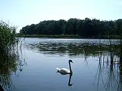 L'île Konwaliowa, sur le lac d'Olejnica.