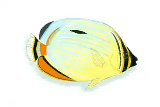 Description de l'image XRF-Chaetodon trifasciatus.png.
