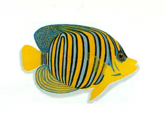 Description de l'image XRF-Pygoplites diacanthus.png.