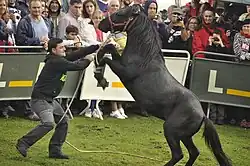 La fête de l'Asturcón à Majada de Espineres (Piloña).