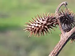 Fruits du lampourde glouteron