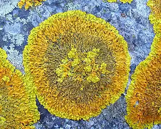 Xanthoria calcicola