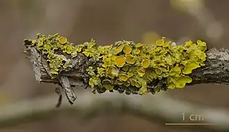 Xanthoria parietina (Lecanoromycetes)