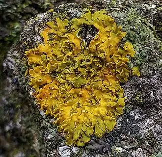 Description de l'image Xanthoria ulophyllodes (Räsänen) 946843.jpg.