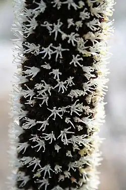 Fleurs de Xanthorrhoea