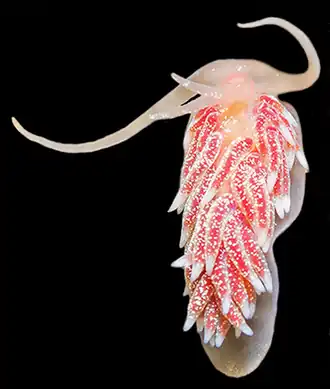 Xenocratena suecica (Xenocratenidae)