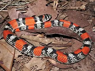 Description de l'image Xenodon-matogrossensis-03000034583 01.jpg.