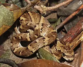 Description de l'image Xenodon neuwiedii 01.jpg.