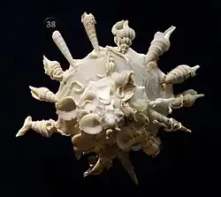 Xenophora pallidula.