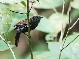 Description de l'image Xenornis setifrons - Spiny-faced Antshrike.jpg.
