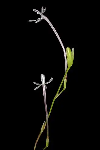 Description de l'image Xenoscapa fistulosa 5Dsr 0381.jpg.