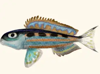 Description de l'image Xenotilapia ochrogenys illustration.png.