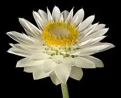 Xerochrysum macranthum.