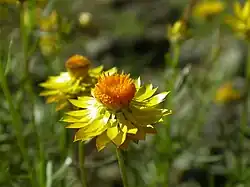 Xerochrysum viscosum.