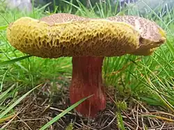 Pied typiquement rayé de rougeâtre, avec du jaunâtre.