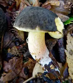 Chapeau marron à noir, pruineux