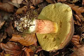 Stipe de couleur jaunâtre à rougeâtre