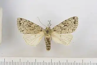 Description de l'image Xestia sincera 01.jpg.