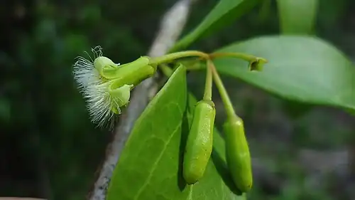 Fleur et boutons floraux