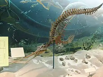 Squelette de Xiphiacetus (espèce fossile)